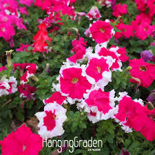 Get it as soon as fri, jul 30. Hot Sale 20 Seed Pack Purple Univalve Geranium Seeds Perennial Flower Seeds Pelargonium Peltatum Seeds For Rooms 74ekci Patio Lawn Garden Plants Seeds Bulbs Urbytus Com