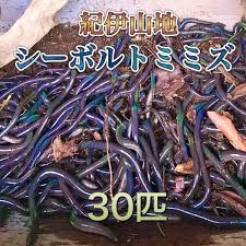 Yahoo!オークション - 紀伊山地産シーボルトミミズ 30匹 ヤマミミズ カ...