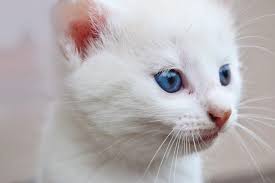 White Cats With Blue Eyes Are Cute But Probably Deaf Amazing Zone