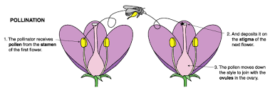 Pollen grains, which contain the male gametes, need to get to where the female gamete(s) are. Flower Facts Sacramento Splash