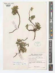 Image result for Macledium sessiliflorum