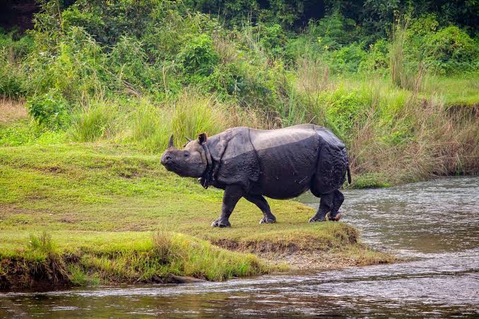 Chitwan Nationalpark - Green Tiger