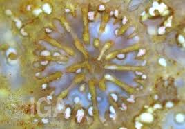 fossil coral often have unique flower like patterns on their surfaces fossil coral are also called agatized fossil coral or agatized coral because agate re