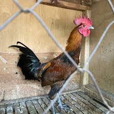 Colombia para ver a la blanquirroja luchar por un cupo. Jual Ayam Peru Mix Bangkok Jakarta Pusat Patna Shop Tokopedia