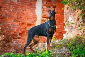 She has such a wonderful temperament and is exactly what we wanted from a doberman, the perfect mix of loving Inside The Doberman Pinscher Price Cost Affordability