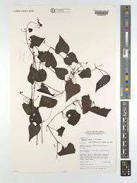 Image result for Zehneria scabra