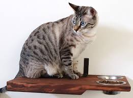 Cat Shelf And Activity Center Shopping Guide Cat Feeding Shelf Cat Feeding Station Cat Feeding Station Dog Proof