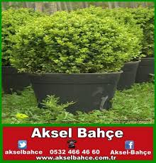 Sus Bitkisi Fidanlari Aksel Bahce