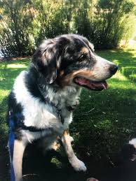 Success Stories Western Australian Shepherd Rescue