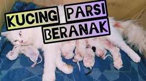 Kucing persia umur 2bulan gembul bulu tebal lucu 1. Saat Embun Si Kucing Parsi Melahirkan My Persian Cats Gave Birth Youtube
