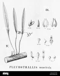 Image result for Rangaeris muscicola
