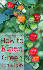 How To Ripen Green Tomatoes At Home Better Gardener S Guide Ripen Green Tomatoes Green Tomatoes Tomato Garden