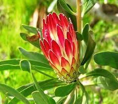Image result for Protea angolensis