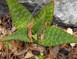 Image result for Aloe zebrina