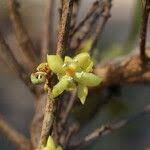 Image result for Garcinia huillensis