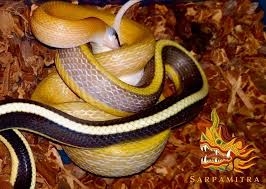 The smoke devil is a mutated version of a dust devil, found at the smoke devil dungeon. Sarpamitra Cameron Highlands Cave Dwelling Rat Snake Facebook