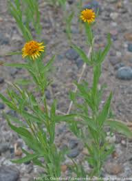 Image result for Pascalia glauca