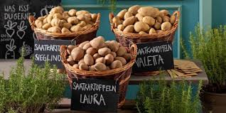 Zunächst die frühen sorten, die eventuell im märz schon zum vorkeimen gebracht worden sind. Kartoffeln Pflanzen Dehner