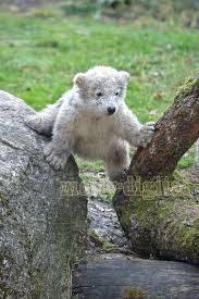 Eisbar Nachwuchs Im Tierpark Hellabrunn Munchen Baby Polar Bears Baby Animals Funny Polar Bear