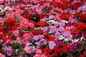 We did not find results for: Top Ten Bedding Plants Ireland Powerscourt Garden Pavilion