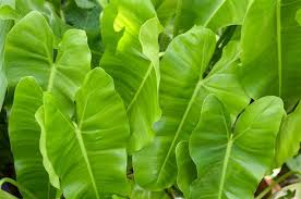 Bamboo palm (chamaedorea seifrizii) or reed palm. Elephant Ear Plants Gardenerdy