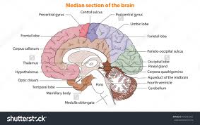Brain map anatomy helps medical students change the way they make notes, prioritize information, improve their memory in learning anatomy. Pin By Jim Slater On Anatomy Physiology Human Brain Diagram Brain Diagram Human Brain