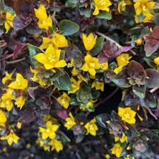 Image result for Lysimachia djalonis