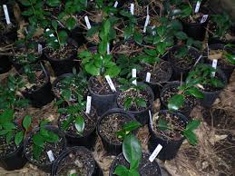 Some More First Year Camellia Cuttings Grape Soda Camellia Plants