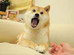 Oscar mayer stated that the package of hot dogs was initially valued at 10,000 doge. Dogecoin The Japanese Rescue Dog Who Became The Unlikely Face Of A Crypto Sensation The Independent