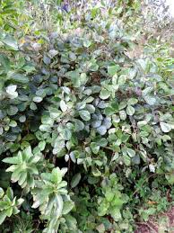 Image result for Rhoicissus tridentata