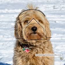 Dad is jac a english cream golden retriever.rickie is the perfect pet, he loves to fetch, cares something in his mouth all the time. How To Trim A Goldendoodle S Face Yourself Timberidge Goldendoodles