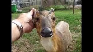 Have a sun conure or cockatiel perch on your finger. Our Amazing New Baby Muntjac Deer Youtube