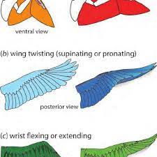 The major wing fold lines of trissevaniini likely are not homologous to any known longitudinal anatomical structures on the wings of other evaniidae. Active Morphing Of Bird Wings During Flapping Flight Can Be Described Download Scientific Diagram