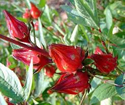 Kelopak bunga rosella diketahui mengandung antioksidan yang terdiri atas senyawa gossipetin, fenolik, antosianin dan glukosida hibiscin. Bunga Rosella Dari Jawa Ke Seluruh Dunia