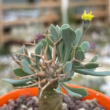 Image result for Othonna carnosa