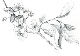 Cherry blossom tattoo drawings | cherry blossom flower by. Pin By Dianna Muskak On Tatoo Tigre Et Fleurs Cherry Blossom Drawing Flower Drawing Blossom Tattoo