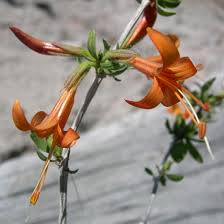 Image result for Anisacanthus