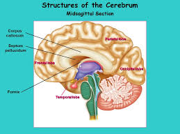 Please notice that you need a flash plugin to use the virtual microscope. Week 10 Central Nervous System The Brain Sheep Humanhuman Brainbrain Brain Expanded Studies Ppt Download
