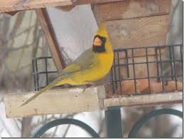 Brown Birds That Look Like Cardinals Yellow Cardinal Sighting Cardinal Birds Birds Red Birds