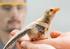 Dinosaurs are going to be popular again this summer, with *that* movie  being released. But here's the thing, IF dinosaurs are ever brought back,  it won't be with mosquitos trapped in amber