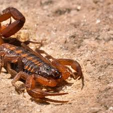 Image result for Scorpion