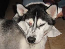Bacterial or fungal infections, such as in the case of ringworm (which is actually a fungus), can also be attributed to hair loss in dogs. Common Reasons For Dog Itchy Skin And Dog Scratching