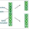 Human es cells differentiating into neurons. Https Encrypted Tbn0 Gstatic Com Images Q Tbn And9gcswcuyobuw9qvd1l5v4yymp2i7rpv 0kbxq1aipihpimqe Sadp Usqp Cau