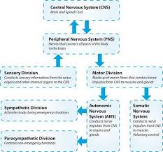 Divisions Of The Nervous System Nervous System Anatomy Central Nervous System Nervous System