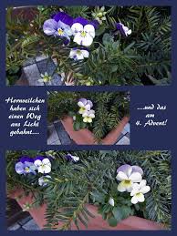 Weitere ideen zu fronleichnam, osterkerze, blumenteppich. Klimawandel Blumige Grusse Zum 4 Advent Duisburg