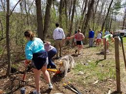 Enter zipcode for lowest tree removal service pricing now Volunteer Terrestrial Invasive Plant Removal Japanese Barberry Squam Lakes Association