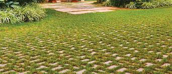 Image result for Basananthe pedata