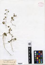 Image result for Hydrocotyle mannii