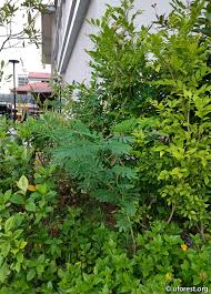 Image result for Tephrosia noctiflora