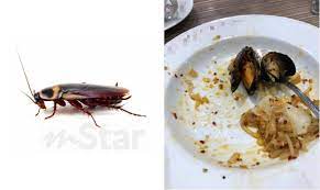 Lihat wujud makanan ini di bungkus sambal, warganet heran bukan main. Terbantut Selera Spageti Aglio Olio Hampir Licin Baru Nampak Lipas Sembunyi Dalam Kupang Semasa Mstar
